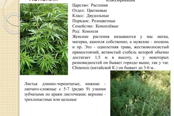 Ссылки сайтов даркнета